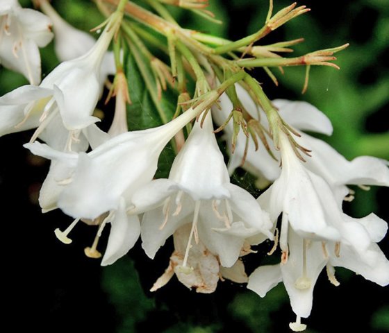 Вейгела Кандида