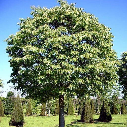 Липа мелколистная Green Globe
