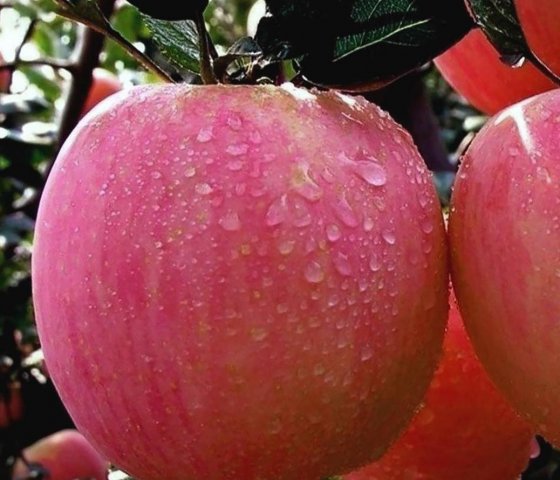 Яблоня «Розовый налив»