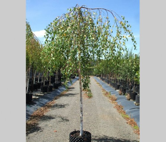 Берёза повислая Юнги