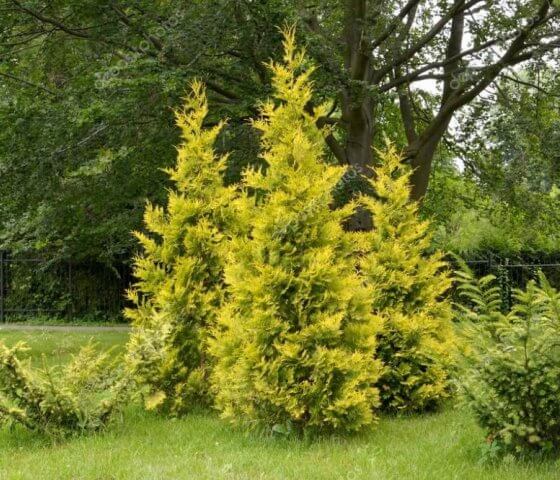 Туя западная Голден Брабант