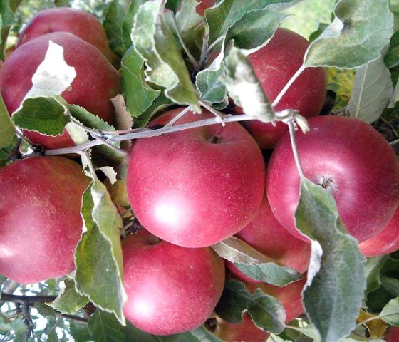 яблоня Джонатан