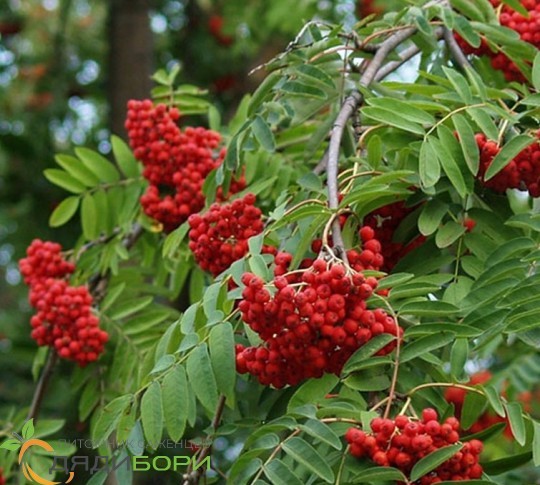 Рябина обыкновенная "Pendula" (штамб)