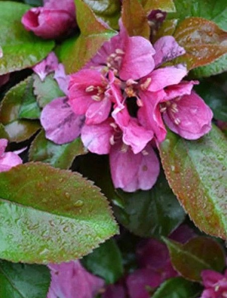 Яблоня колоновидная красноцветковая "Кармелита"  10л