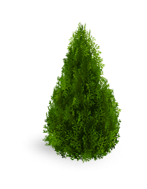 Можжевельники