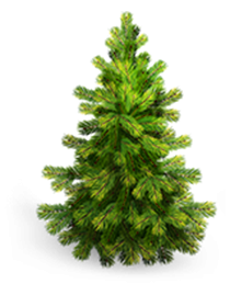 Ели купить крупномеры