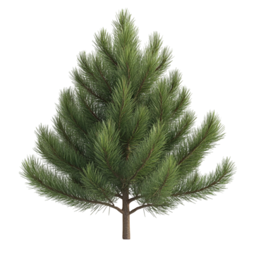 Сосны в питомнике растений