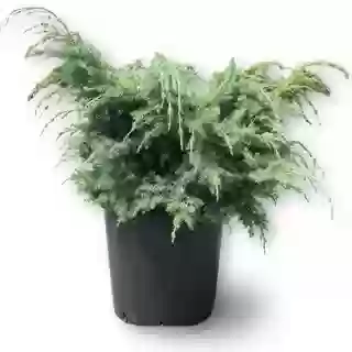 Можжевельники