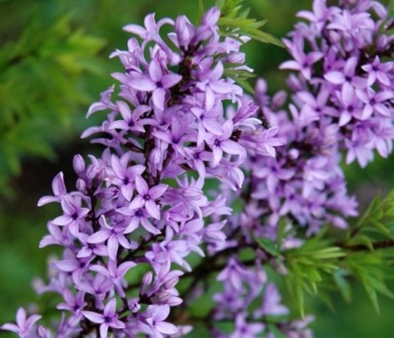 Сирень Афганская Кабул (штамб) 10л