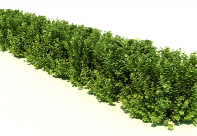 Живые изгороди