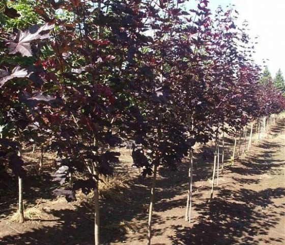 Клён остролистный Роял Ред