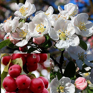 Яблоня Ред Сентинел st 6-8