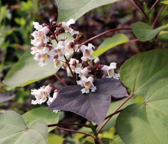 Катальпа краснеющая Purpurea st 8-10