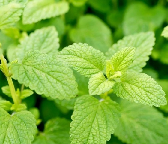 Мята лимонная 2л