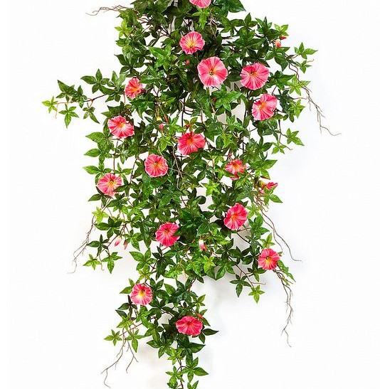 Вьющиеся растения