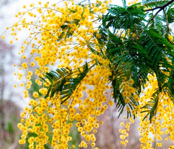 Карагана Серебристая 10л