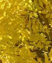 Ясень обыкновенный Ауреа (штамб)