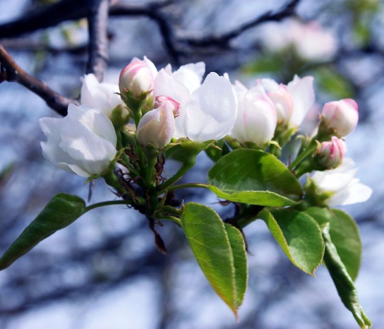Груша декоративная колонна 10л