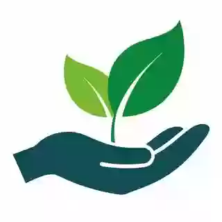 Саженцы цветов и роз