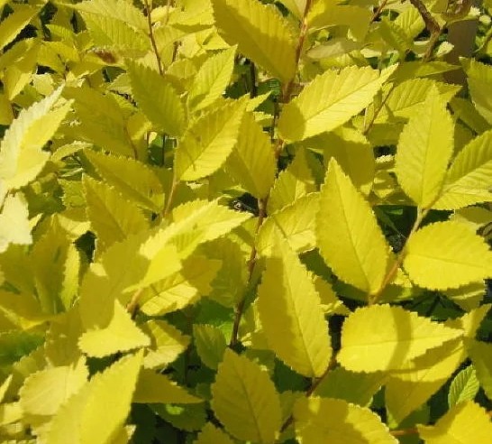 Вяз шершавый Биджинг Голд (штамб)10л