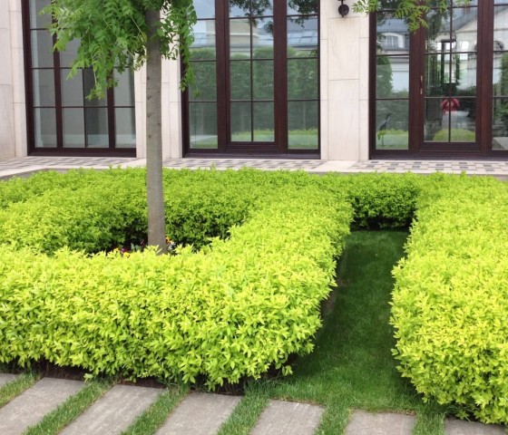 Спирея в ассортименте 3л