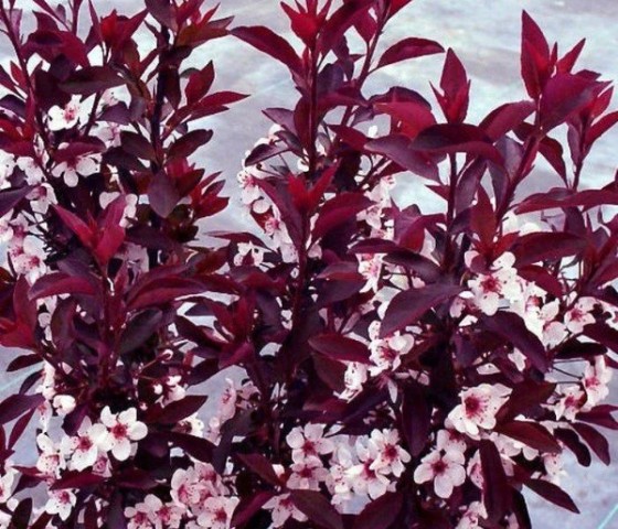 Слива краснолистная "Писсарди" 10л