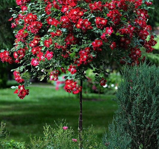 Хеномелес в ассортименте (штамб) 10л