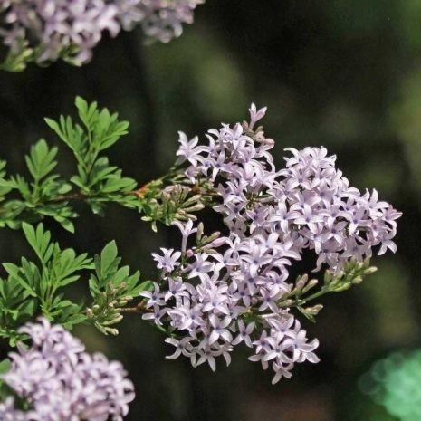 Сирень Авганика на штамбе 10л