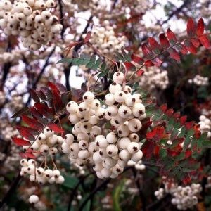 Рябина белая Кашмирская (штамб) 10л