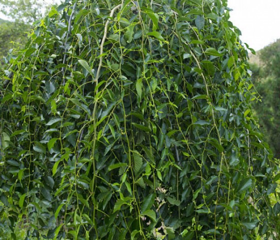 Вяз плакучий мауро (штамб) 10л