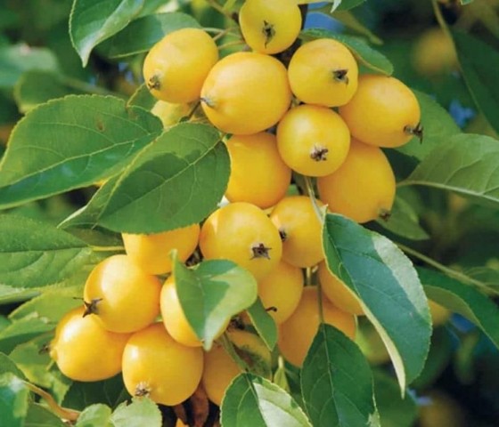 Яблоня Китайка золотая 10л