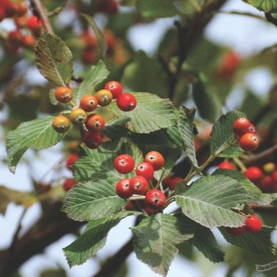 Рябина ария (мучнистая) 10л