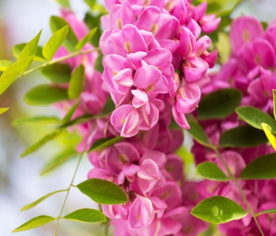 Робиния лжеакация "Розовый каскад"