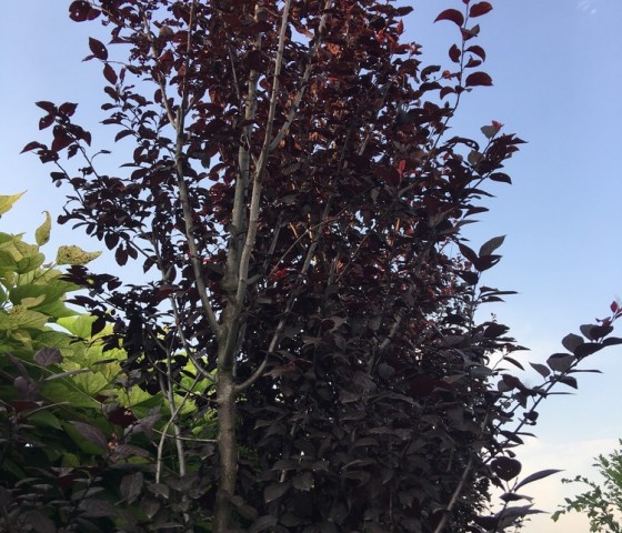 Слива растопыренная Нигра  10л