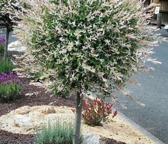  Ива Хакура - Нишики (штамб) Ра 120