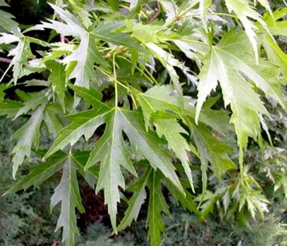 Клён серебристый st 8-10