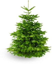 Сосны в питомнике растений