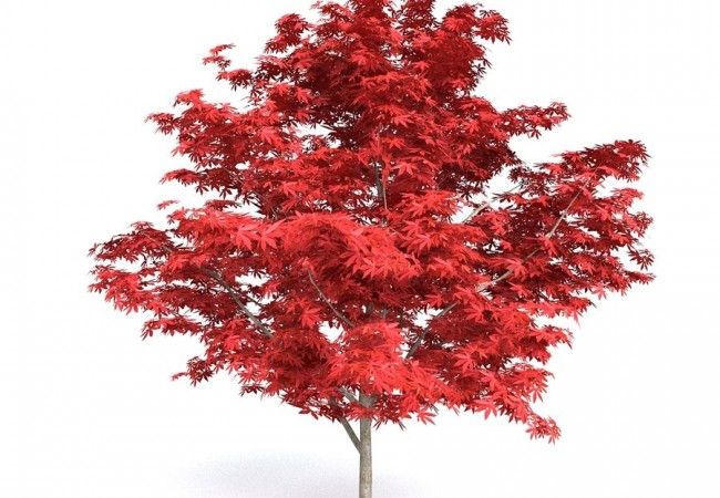 Лиственные деревья и растения в питомнике РостЦвет