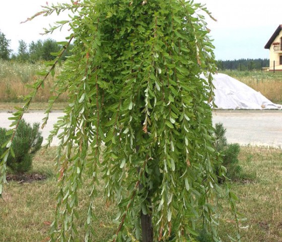 Ива цельнолистная Пендула Ра 150