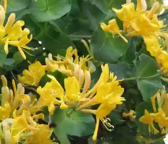 Жимолость Каприфоль Желтая 3л