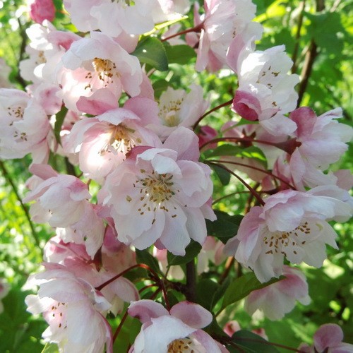 Яблоня декоративная "Ван Еселтин" 10л