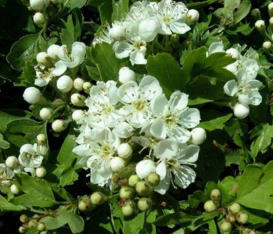 Боярышник Компакта (штамб) 10л